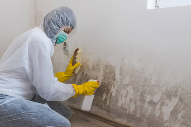 Best Attic Mold Removal in USA